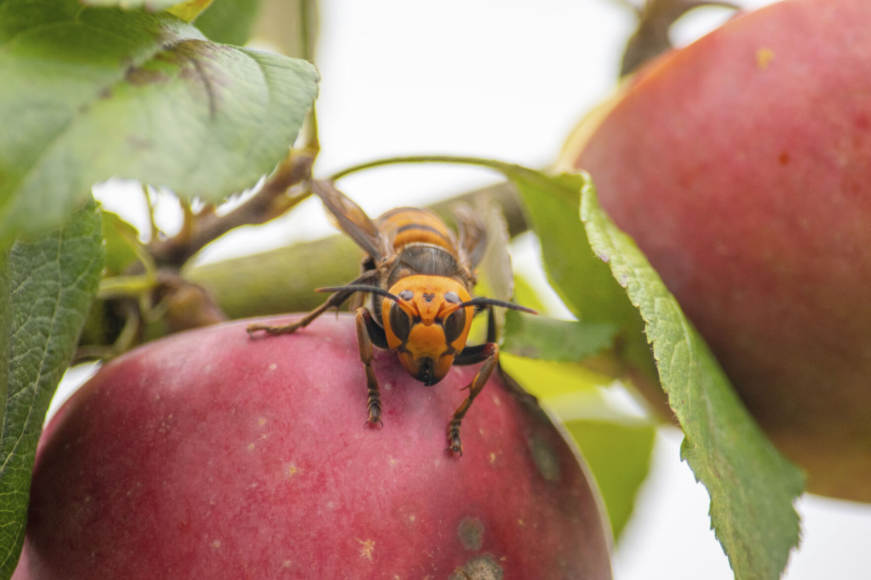 Asian Hornet